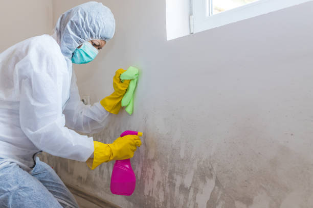 Best Environmental Consulting for Mold Prevention  in Stewartville, MN