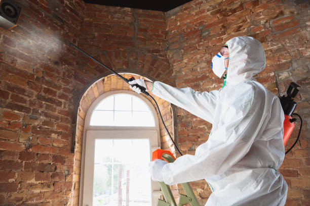 Mold Odor Removal Services in Stewartville, MN